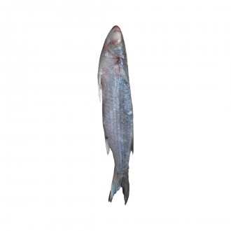 TAINHA EVISC SUL PESCADOS 15KG