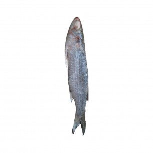 TAINHA EVISC SUL PESCADOS 15KG