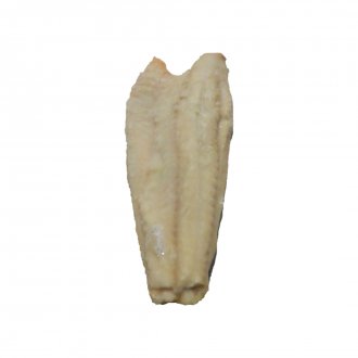 FILE DE SAITHE (POLLACHIUS VIRENS) 2000UP
