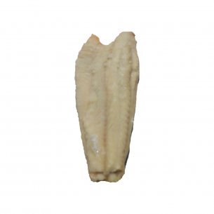 FILE DE SAITHE (POLLACHIUS VIRENS) 2000UP