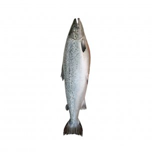 SALMAO RESF EVISC C/CABECA 08-10LB AQUACHILE