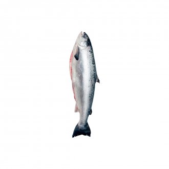 SALMAO CONG EVISC C/CAB 2/3KG PREMIUM CERMAQ +-24KG