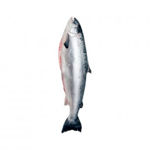 SALMAO CONG EVISC C/CAB 1/2 PREMIUM CERMAQ +-24KG