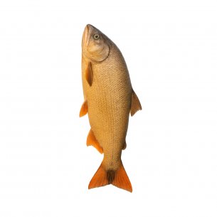 PEIXE DOURADO INT EVISC SERRANA 20KG 2,5KG-UP