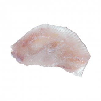 BARBATANA DE ANJO COSTIERO +-13KG