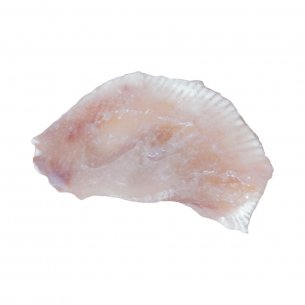 BARBATANA DE ANJO COSTIERO +-13KG