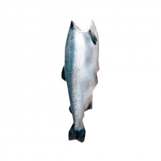 SALMAO CONG EVISC HG 8/10LB COHO