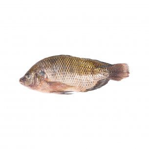 PIAVA EVISC 1500UP 20KG