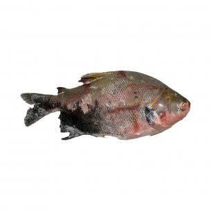 TAMBAQUI A VACUO COSTIERO