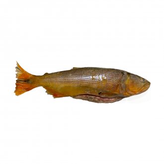 PEIXE DOURADO INT EVISC SERRANA 20KG 2,5KG-UP