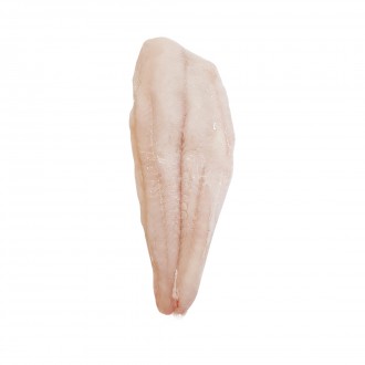 FILE DE PANGA S/G 170UP COSTIERO