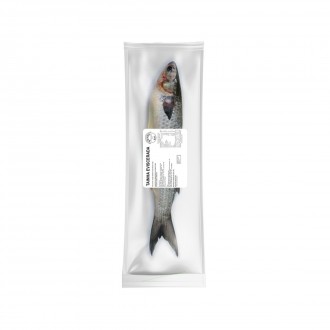 TAINHA EVISC COSTIERO +-15KG