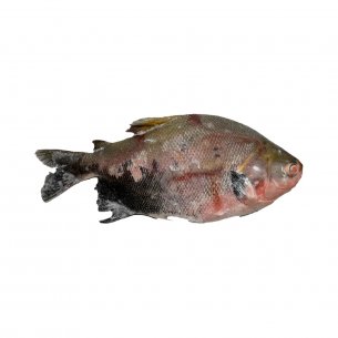 TAMBAQUI EVISC IQF COSTIERO