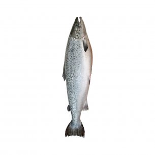 SALMAO RESF EVISC C/CABECA 12-14LB +-29KG