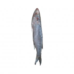 TAINHA EVISC CONG RANAC CX15KG