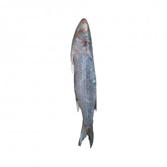 TAINHA EVISC CONG RANAC CX15KG