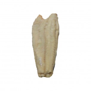 FILE DE SAITHE (POLLACHIUS VIRENS) 2000UP SEASTAR