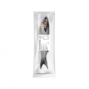TAINHA EVISC COSTIERO +-15KG